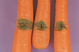 Symptôme d'Alternaria radicina sur carotte